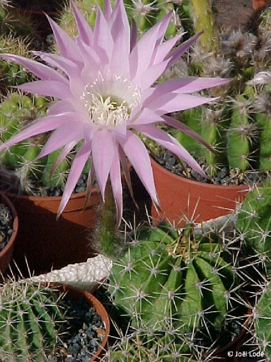 Echinopsis oxygona werdermannii JLcoll.1466